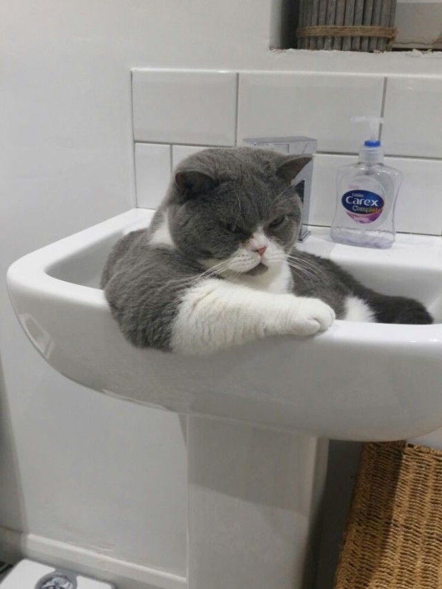 sink5_e