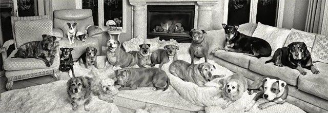 living-with-multiple-pets-5-59b7e50253128__605_e