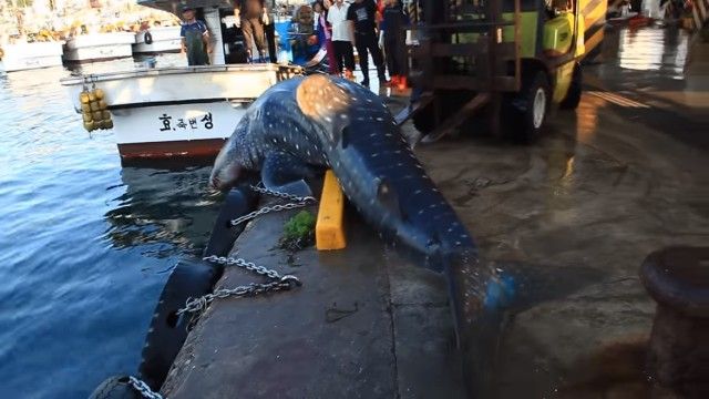 whalesharkinkorea4_e