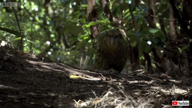 kakapo2._640