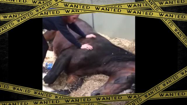 horse-f [www-frame