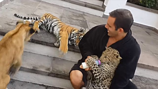bigcatspapa4