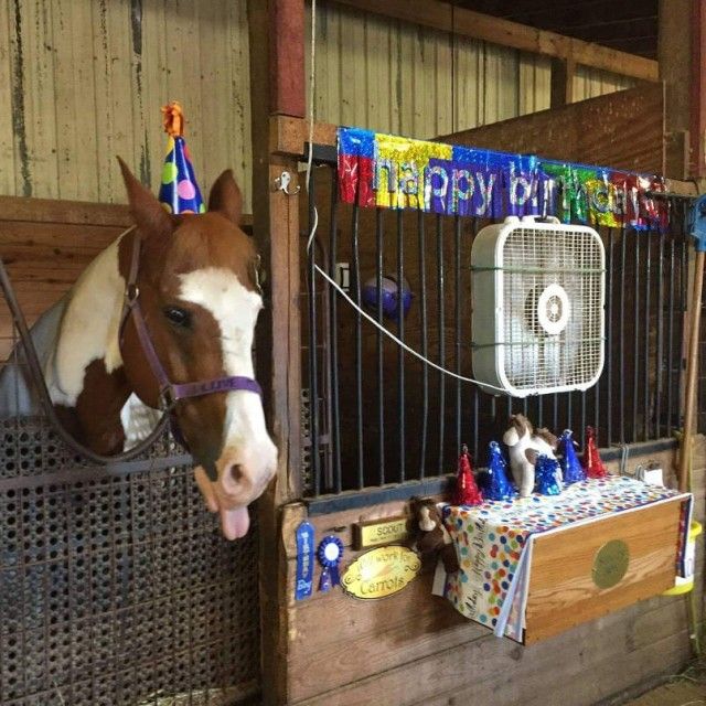 horses-birthday_e