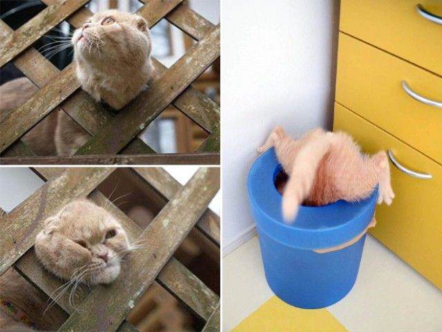 cat-made-a-mistake15_e