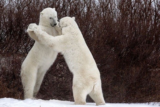 ComedyWildlifePhotoAwards2018 (14)