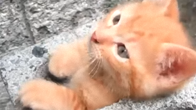 cat-f_e