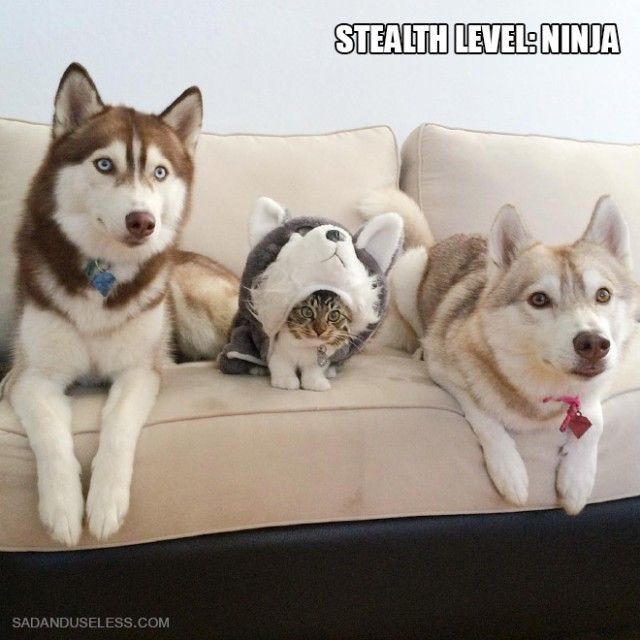 ninja-cat3_e