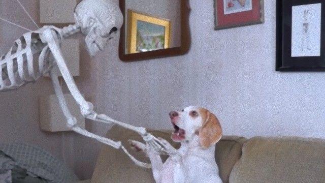 「ビーグル子犬」の画像検索結果