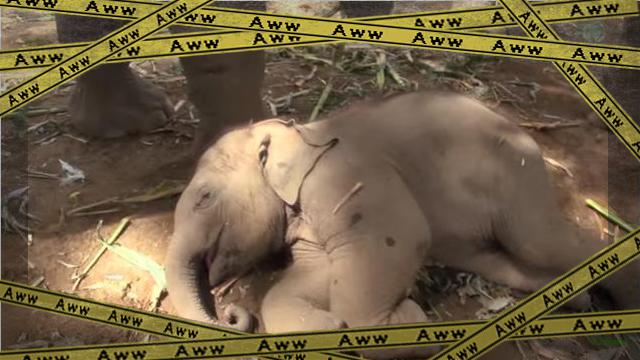 elephant 2-frame