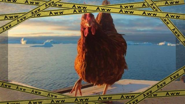 chickenok-frame