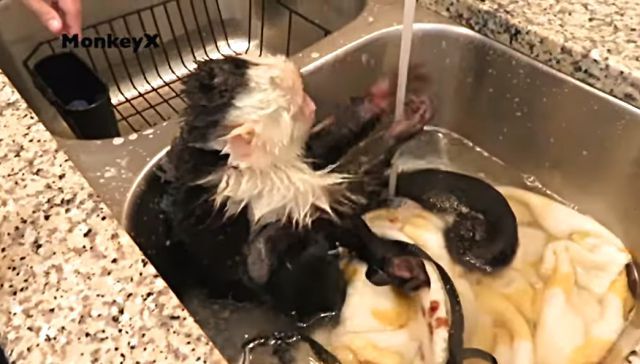 bathingmonkey2