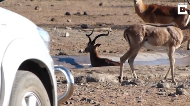 impala2_e