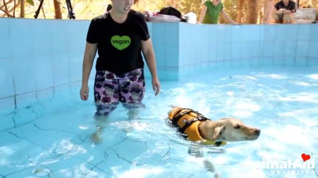 volunteeringatanimalaid8_e