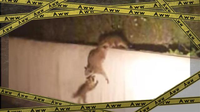 raccoon 2ok-frame