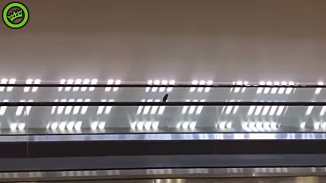 birdhavingfun2