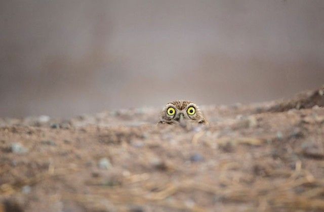 ComedyWildlifePhotoAwards2018 (4)