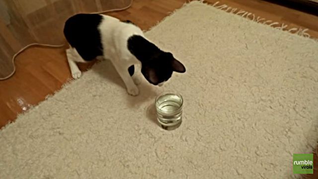 catnbubble2