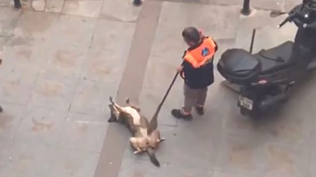 bestpet0