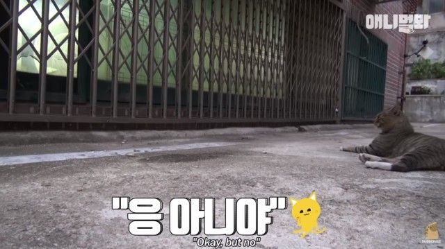 catcctv4_e