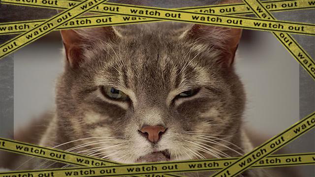 angry-cat1 [www-frame