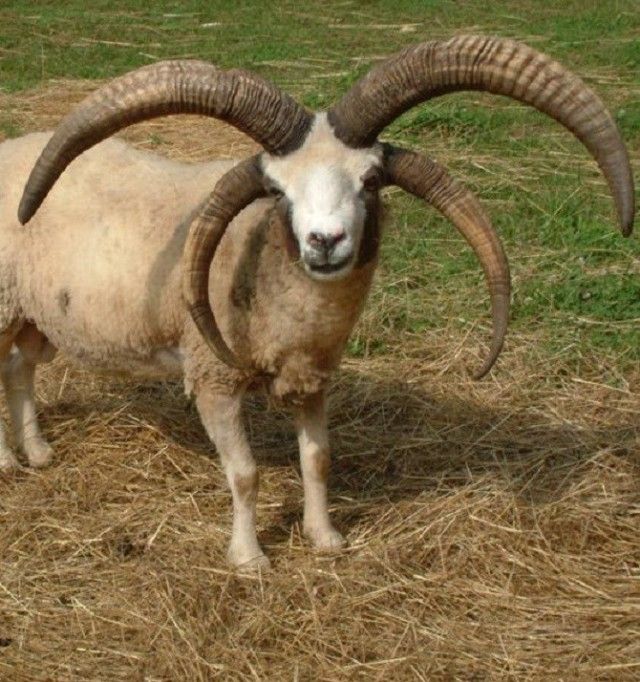 goat4_e