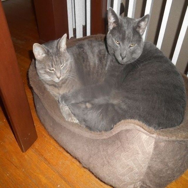 catsinbed3_e