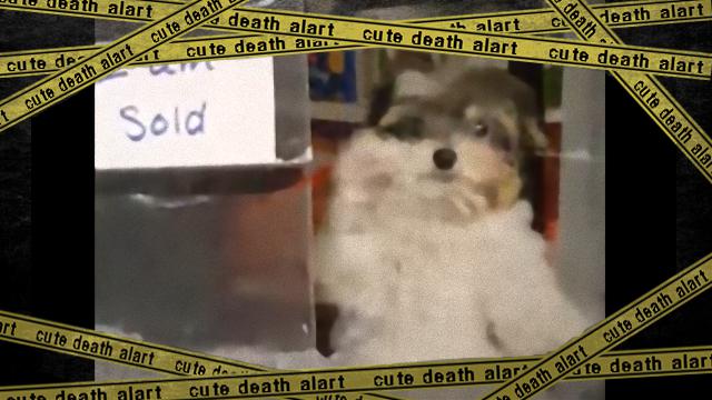 dog-f_e-frame