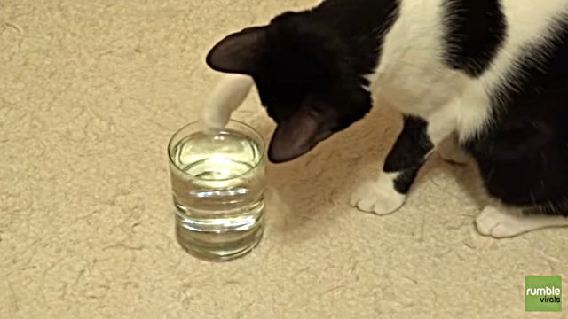 catnbubble3
