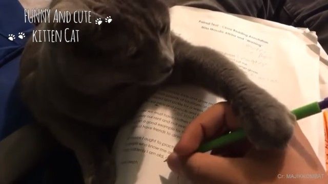catsannoyingkids1_e