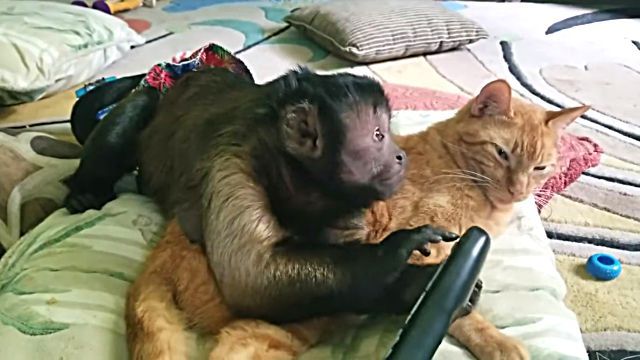 catnmonkeyTV2