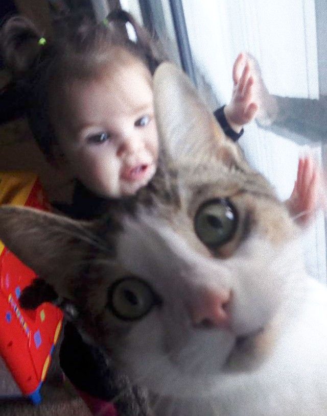funny-cat-photobombs-18-58e248485b5bf__605_e