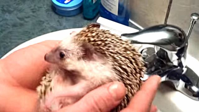 hedgehogboat3