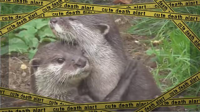 otter-f [www-frame