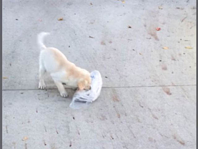 newspaperpuppy2