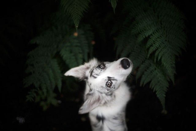 Soulful-Portraits-of-Dogs (5)_e