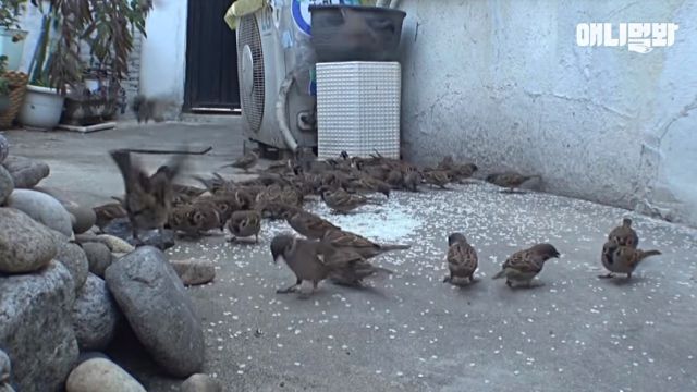 sparrows4