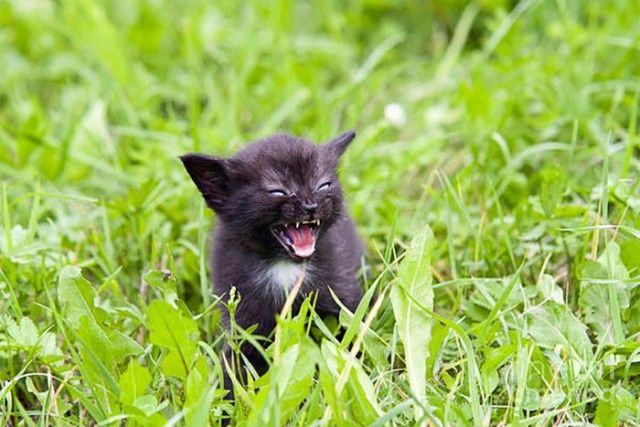 angry-kittens-4-591aef315d0d6__700_e