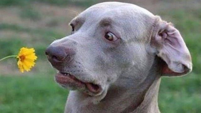 funnydogs_20_e
