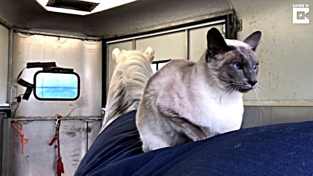 horseridingcat3