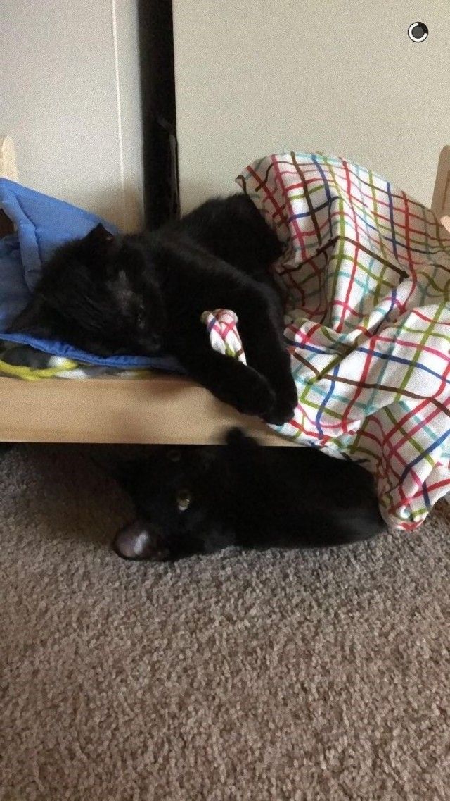 catsinbed5_e