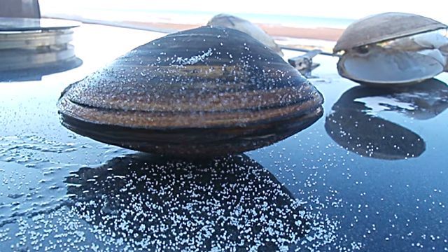 clam1
