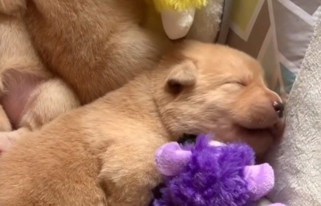 sleepingcuties3_e