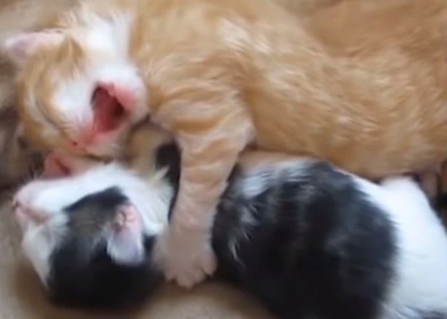 cutebabies14_e