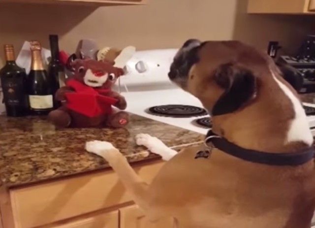 holidaypets6_e