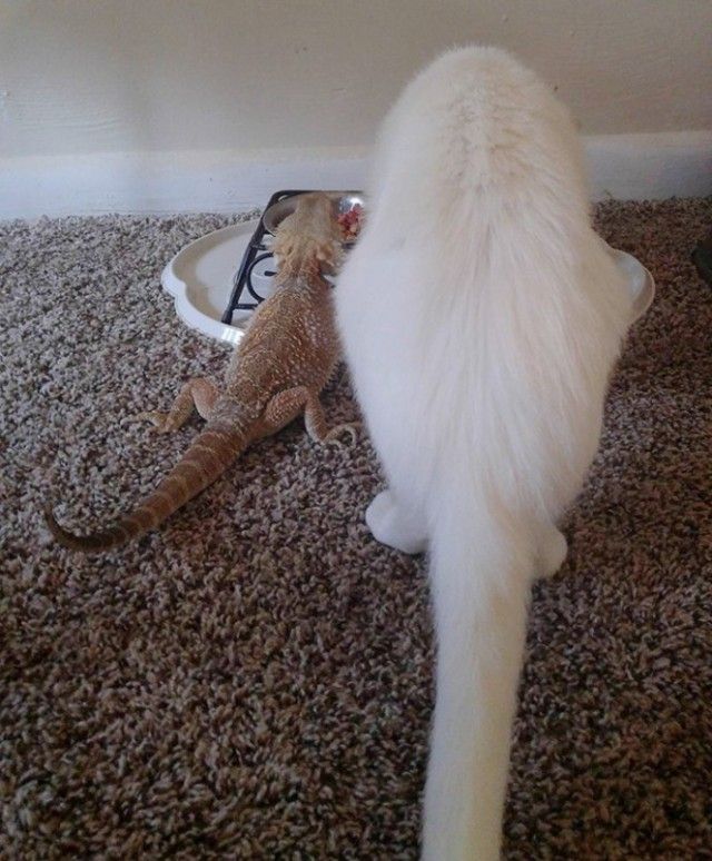08-bearded-dragon-cat-friendship-664x803_e
