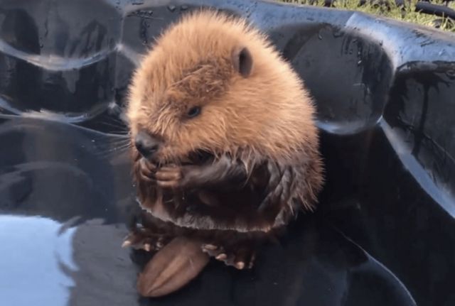 beaver5