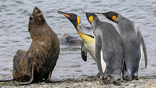 ComedyWildlifePhotoAwards2018 (9)a