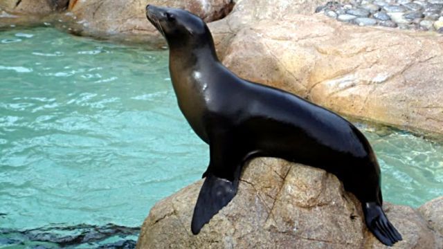 sealfurseal2