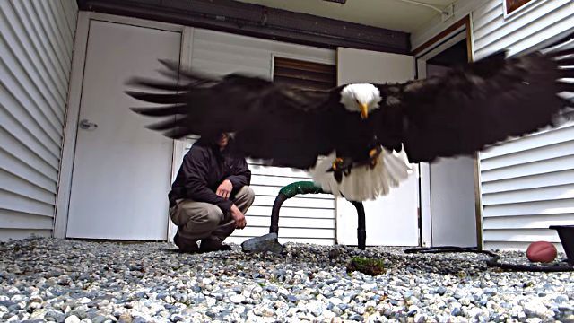 baldeagle3