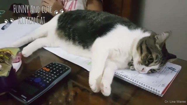 catsannoyingkids6_e